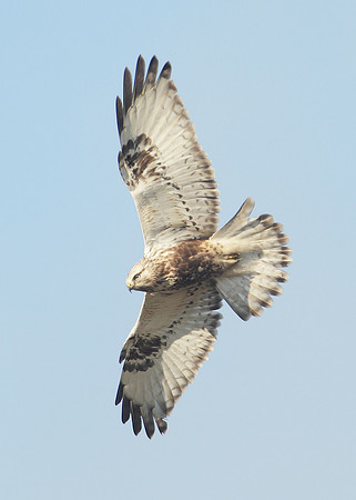 Rough-legged Buzzard Buteo lagopus