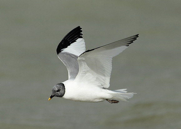 Sabine's Gull Xema sabini