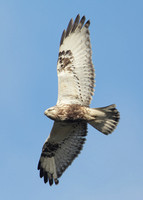 Rough-legged Buzzard Buteo lagopus
