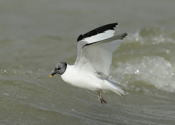 Sabine's Gull Xema sabini