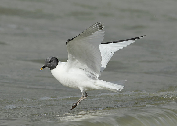 Sabine's Gull Xema sabini