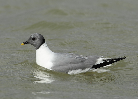 Sabine's Gull Xema sabini
