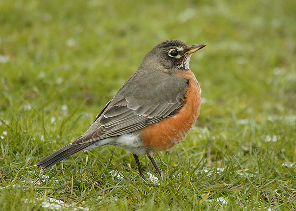 American Robin Turdus migratorius