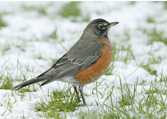 American Robin Turdus migratorius