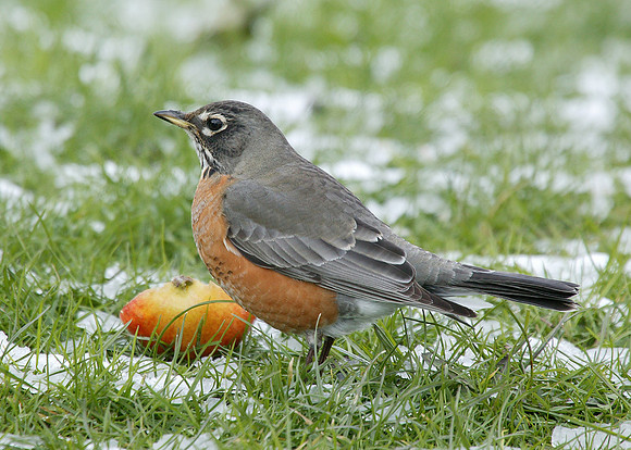 American Robin Turdus migratorius