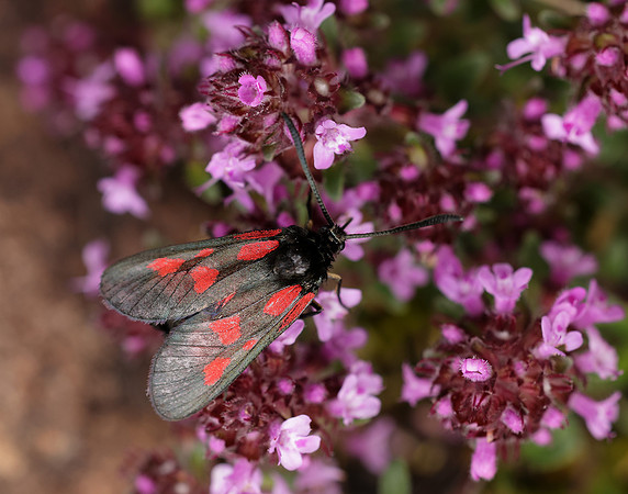 54.007 BF168 New Forest Burnet Zygaena viciae