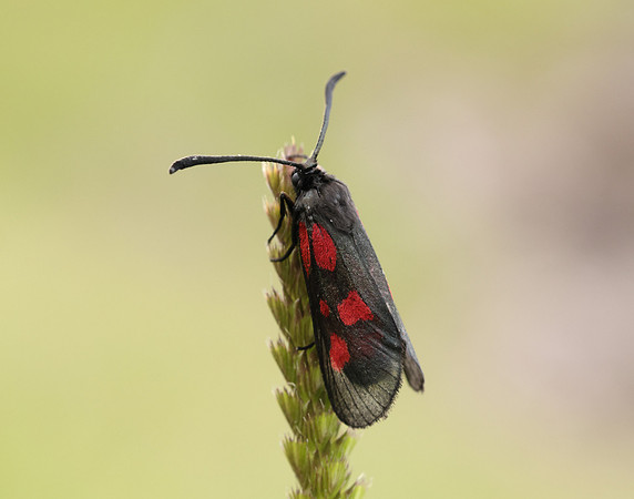 54.007 BF168 New Forest Burnet Zygaena viciae