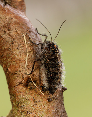 70.249 BF1929 Rannoch Brindled Beauty Lycia lapponaria