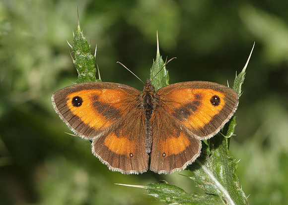 Gatekeeper Pyronia tithonus