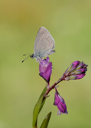 Small Blue Cupido minimus