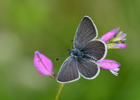 Small Blue Cupido minimus