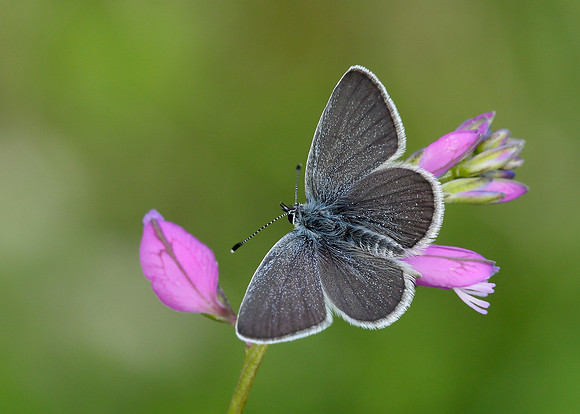Small Blue Cupido minimus