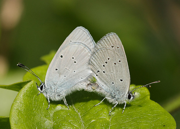 Small Blue Cupido minimus