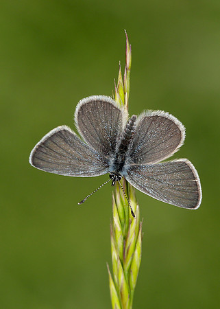 Small Blue Cupido minimus