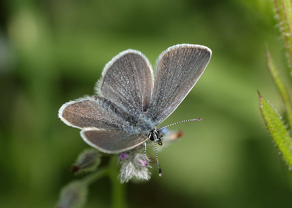 Small Blue Cupido minimus