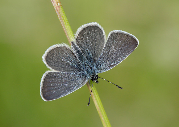 Small Blue Cupido minimus