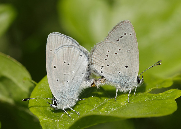 Small Blue Cupido minimus