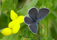 Small Blue Cupido minimus
