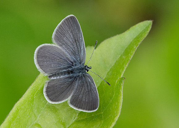 Small Blue Cupido minimus