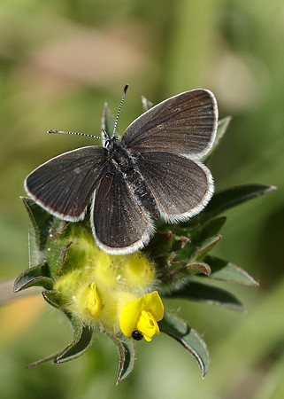 Small Blue Cupido minimus
