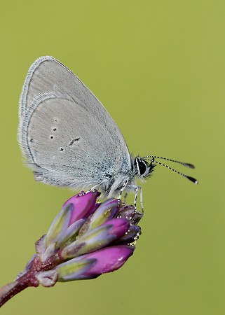 Small Blue Cupido minimus