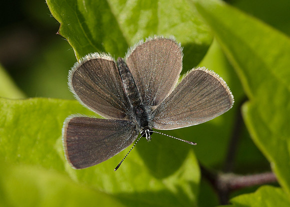 Small Blue Cupido minimus