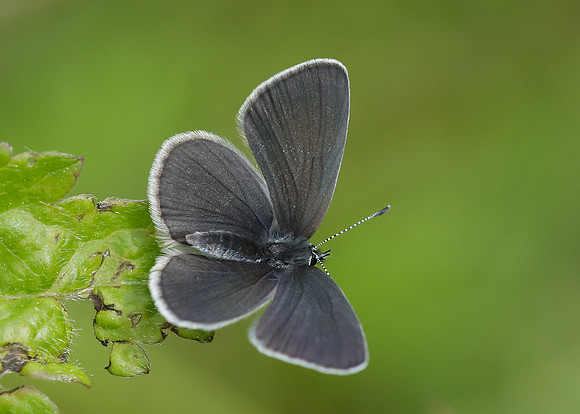Small Blue Cupido minimus