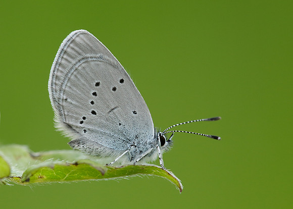 Small Blue Cupido minimus