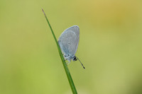 Small Blue Cupido minimus