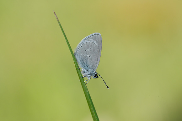 Small Blue Cupido minimus