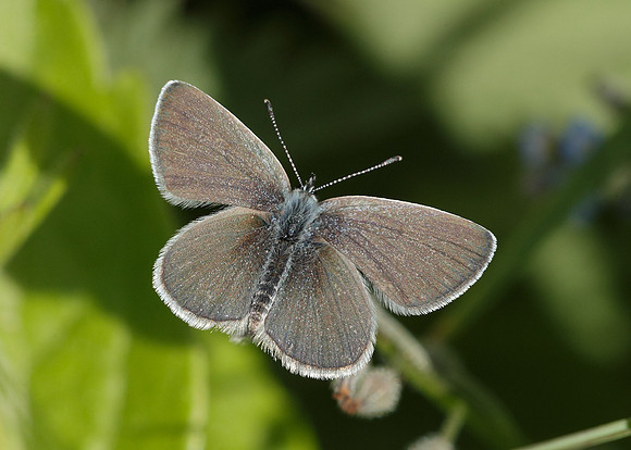 Small Blue Cupido minimus