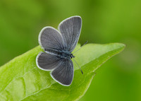 Small Blue Cupido minimus
