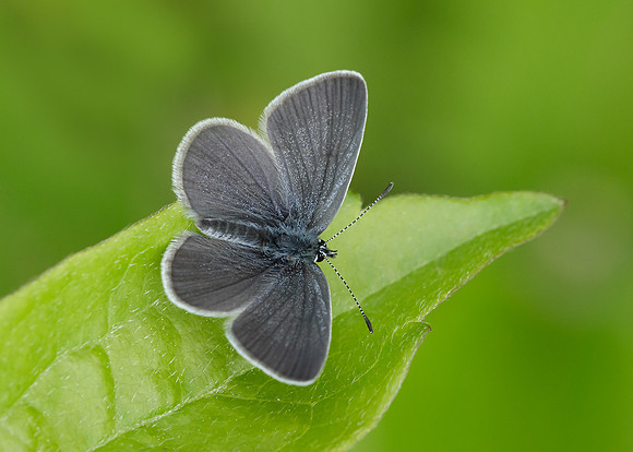 Small Blue Cupido minimus