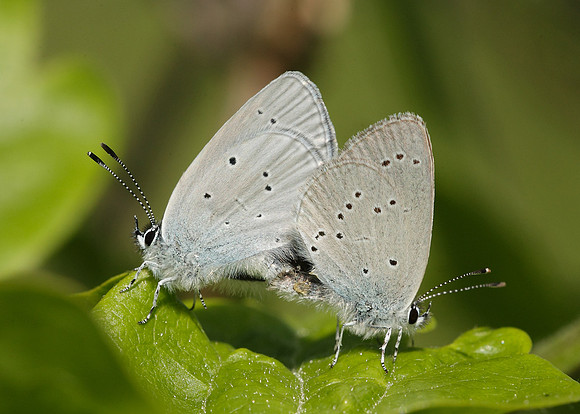 Small Blue Cupido minimus