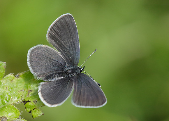 Small Blue Cupido minimus
