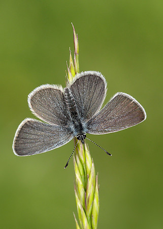 Small Blue Cupido minimus