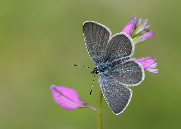 Small Blue Cupido minimus