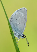 Small Blue Cupido minimus