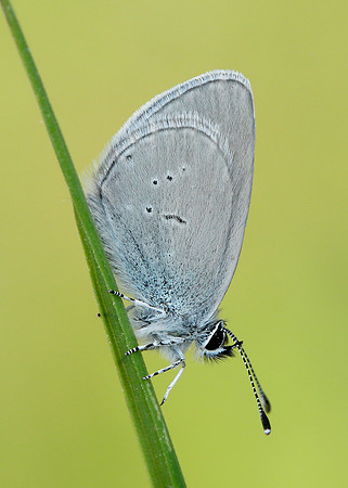 Small Blue Cupido minimus