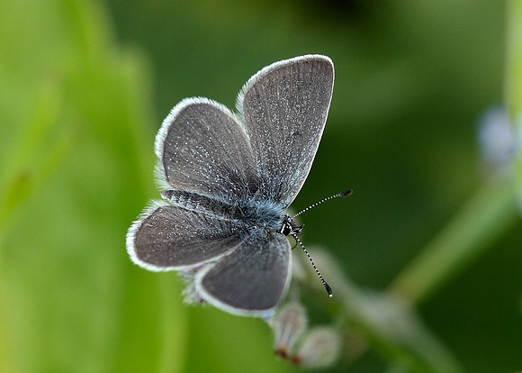 Small Blue Cupido minimus