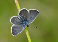 Small Blue Cupido minimus