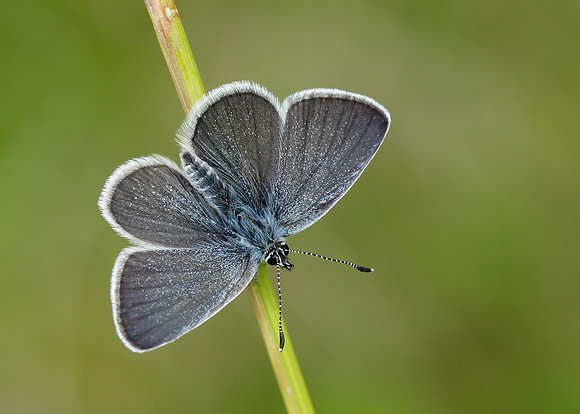 Small Blue Cupido minimus