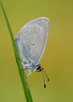 Small Blue Cupido minimus