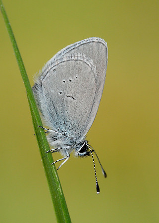 Small Blue Cupido minimus
