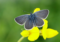 Small Blue Cupido minimus