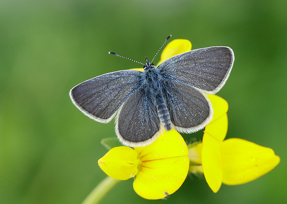 Small Blue Cupido minimus