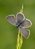 Small Blue Cupido minimus