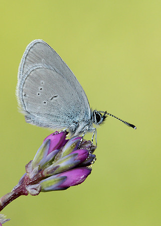 Small Blue Cupido minimus