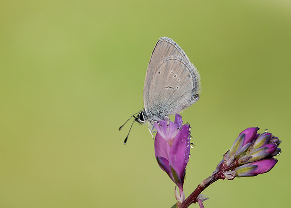 Small Blue Cupido minimus