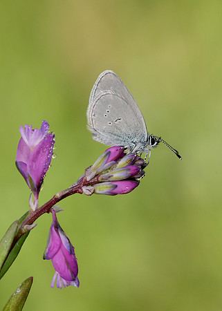 Small Blue Cupido minimus